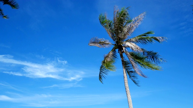 椰子树与蓝天视频素材