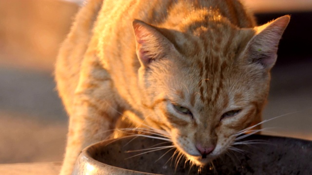 黄猫吃东西视频素材