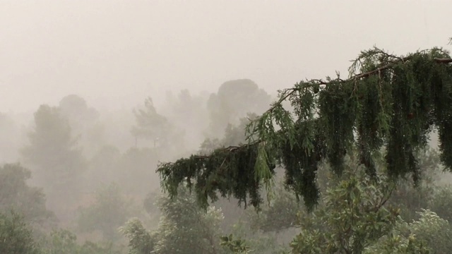 雨落在森林树木上视频下载