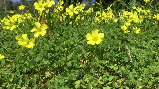 蝴蝶在黄花的田野视频素材