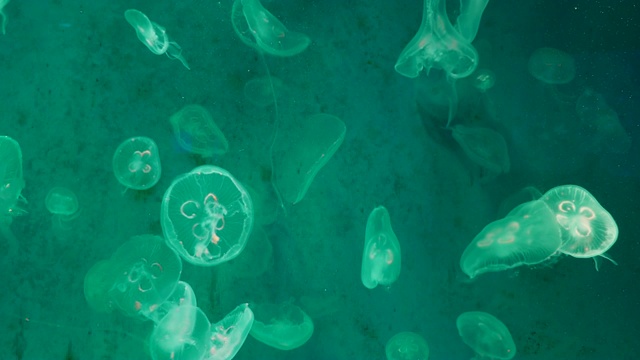 4K月亮水母水族馆视频素材