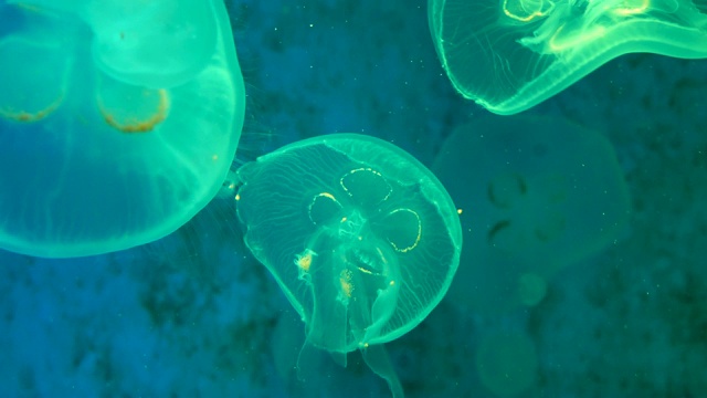 4K月亮水母水族馆视频素材