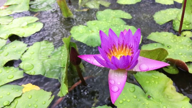 下雨天的荷花，慢动作视频素材