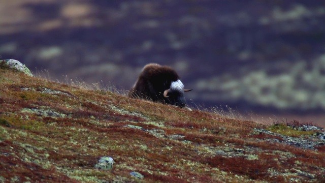 风景与麝牛在Dovrefjell -挪威视频素材