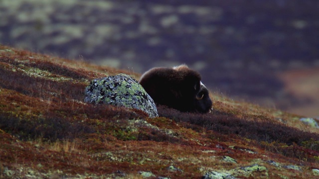 风景与麝牛在Dovrefjell -挪威视频素材