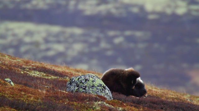 风景与麝牛在Dovrefjell -挪威视频素材