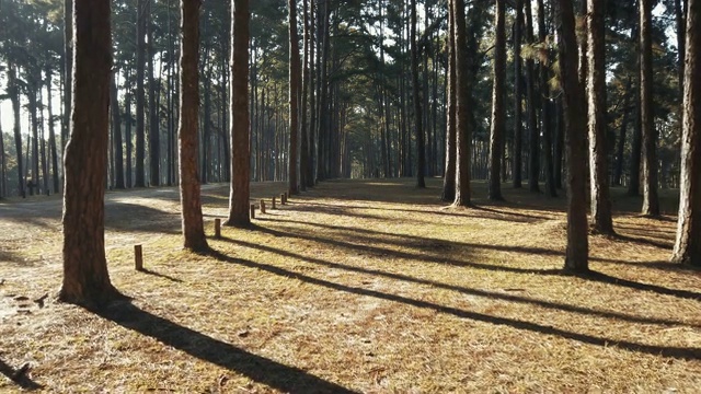 在松林里，透过松树和蓝天，沐浴着阳光视频素材