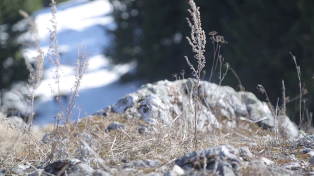 从山上到河边的全景。俄罗斯和乌拉尔山脉的性质。视频素材