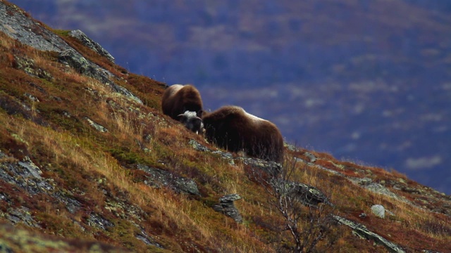 风景与麝牛在Dovrefjell -挪威视频素材