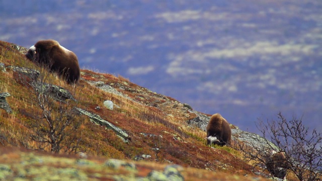 风景与麝牛在Dovrefjell -挪威视频素材