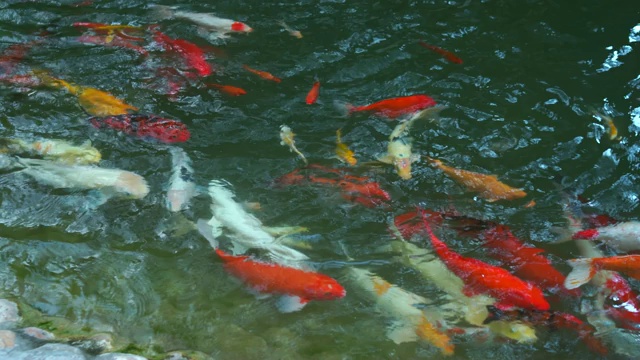 锦鲤在水里游泳是一个美丽的视频素材