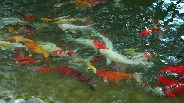 锦鲤在水里游泳是一个美丽的视频素材