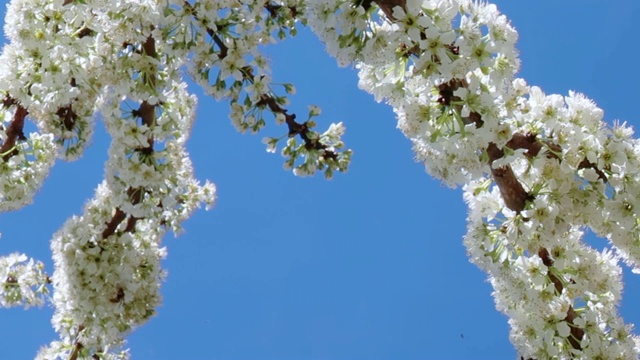 蜜蜂采集花粉的樱花树视频素材