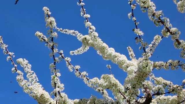 蜜蜂采集花粉的樱花树视频素材