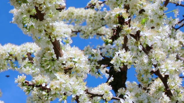 蜜蜂采集花粉的樱花树视频素材