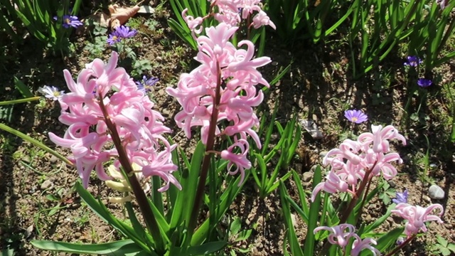 蜜蜂采集花粉的樱花树视频素材