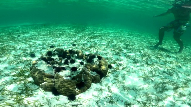 年轻男子在印度洋浮潜与珊瑚和海胆在海底视频素材