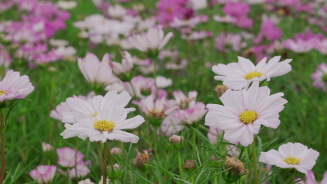 非洲菊的花视频素材