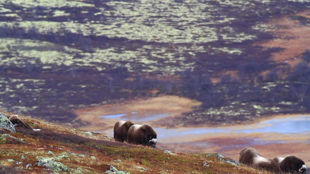 风景与麝牛在Dovrefjell -挪威视频素材