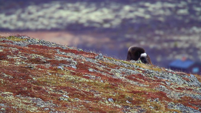 风景与麝牛在Dovrefjell -挪威视频素材