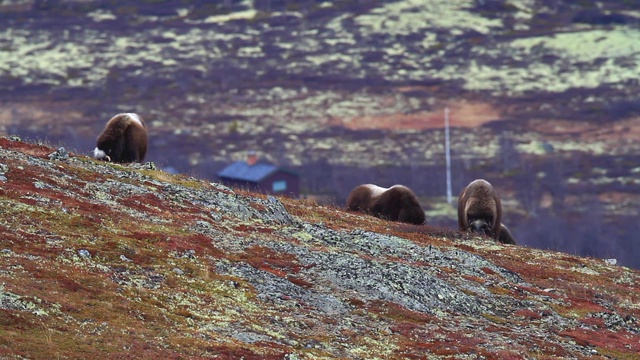 风景与麝牛在Dovrefjell -挪威视频素材