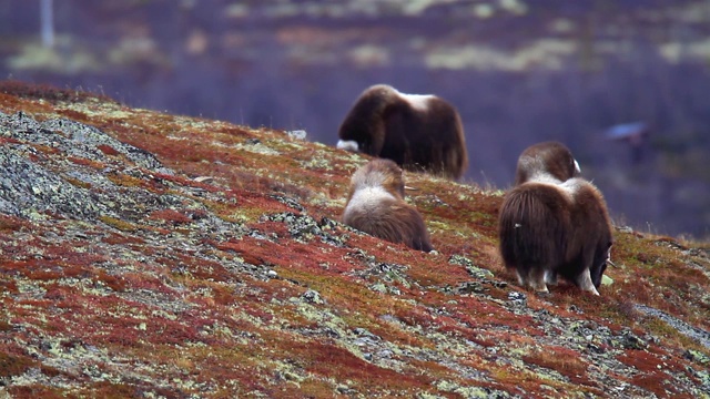 风景与麝牛在Dovrefjell -挪威视频素材