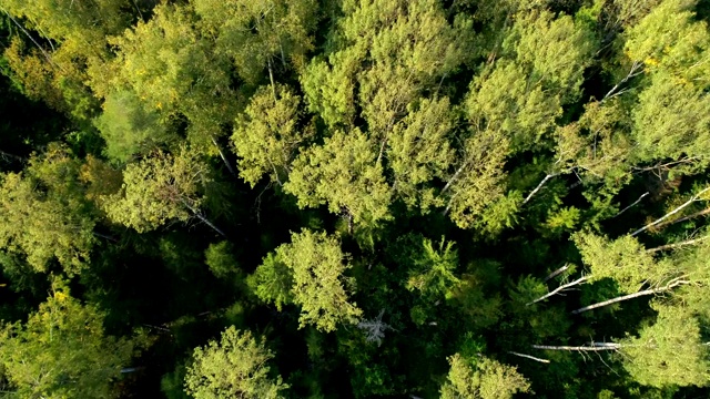 鸟瞰森林的美景。树顶被夕阳染成了黄色视频素材