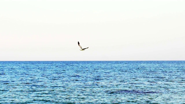 海鸥飞过大海视频素材