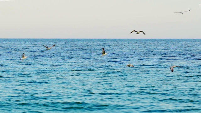 成群的海鸥漂浮在海上视频素材