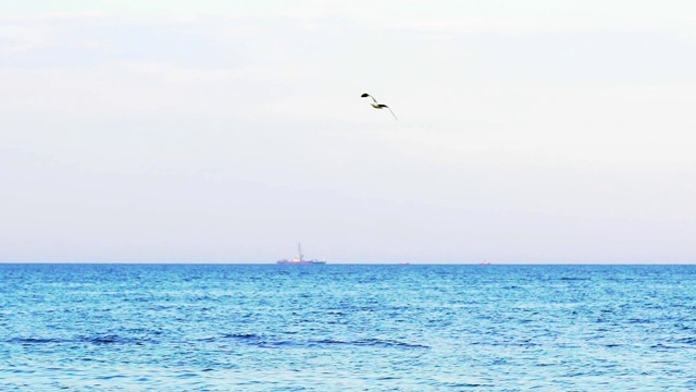 海鸥迎着大海飞翔视频素材