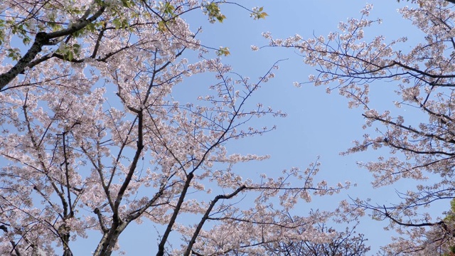 春花系列:樱花枝头绽放，樱花花瓣迎风如雨，风景优美，4K电影，慢镜头。视频素材