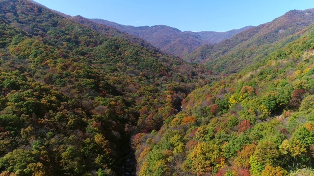 日三山(国家公园)的野果丹峰、万寿台峰与枫树的秋景视频素材