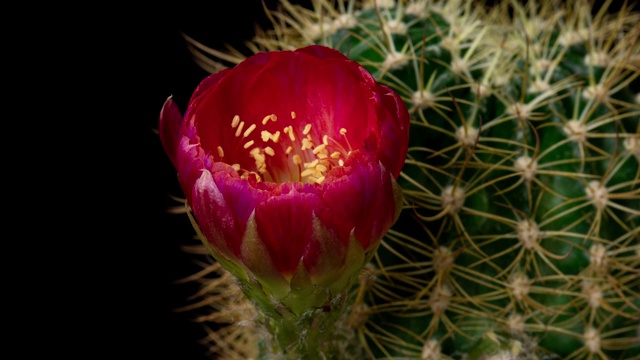 特写花时间推移-洛比维亚仙人掌美丽的热粉红色视频素材