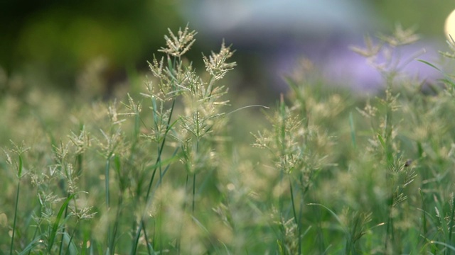 日出时，蜜蜂飞过草地视频下载