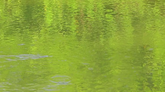 在开阔的河面或湖面上泛起涟漪，绿色的倒影和圆圈在水面上视频素材