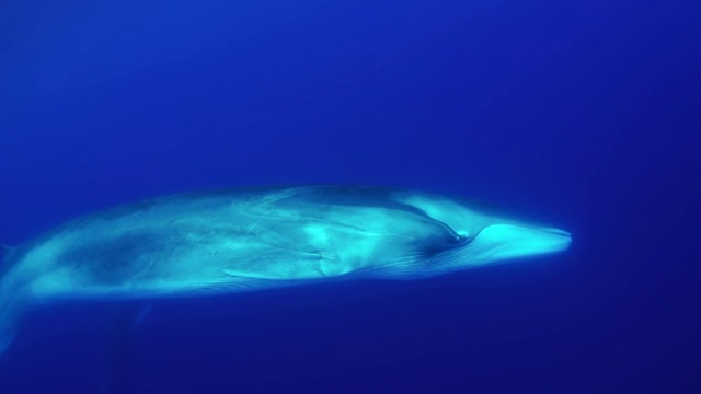 鳍鲸，balaenoptera physalus，游过镜头，大西洋，比科岛，亚速尔群岛，葡萄牙。视频素材