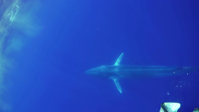 鳍鲸，balaenoptera physalus，游过镜头，大西洋，比科岛，亚速尔群岛，葡萄牙。视频素材