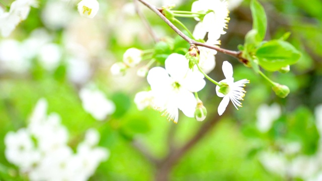 带花的树枝视频素材