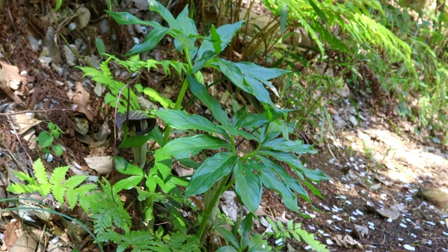 野天南星植物视频下载