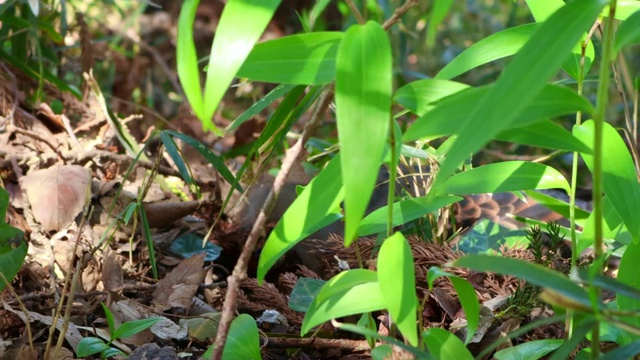 野生东方斑鸠视频素材