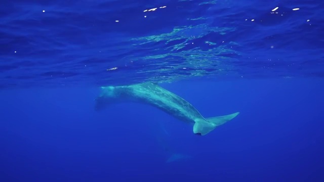 鳍鲸，balaenoptera physalus，游过镜头，大西洋，比科岛，亚速尔群岛，葡萄牙。视频素材