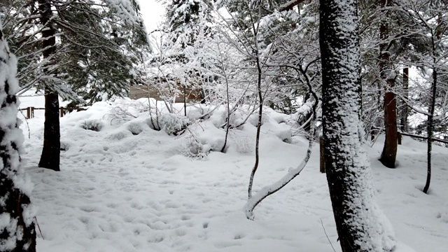 公园里下雪，冬天的季节视频素材