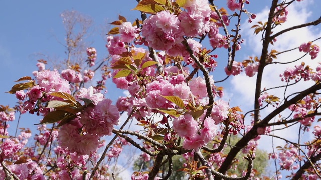 日本樱花视频素材