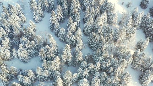 日本北海道雪林的无人机视频视频素材