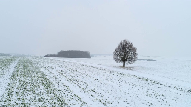 孤独的酸橙树在农田与乡村道路在积雪覆盖的景观。视频素材