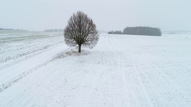 孤独的酸橙树在农田与乡村道路在积雪覆盖的景观。视频素材