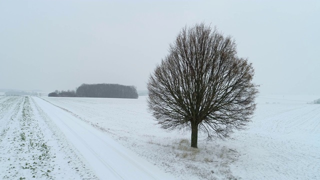 孤独的酸橙树在农田与乡村道路在积雪覆盖的景观。视频素材