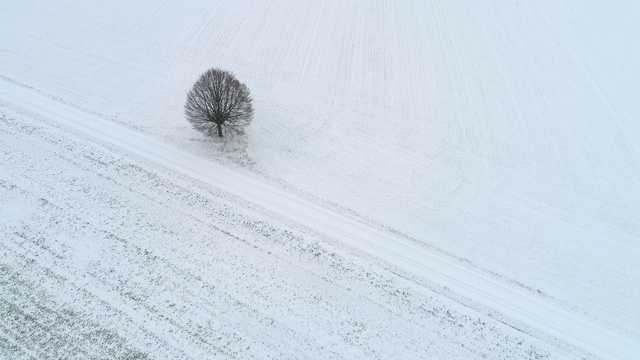 孤独的酸橙树在农田与乡村道路在积雪覆盖的景观。视频素材