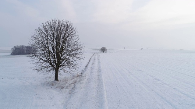 孤独的酸橙树在农田与乡村道路在积雪覆盖的景观。视频素材