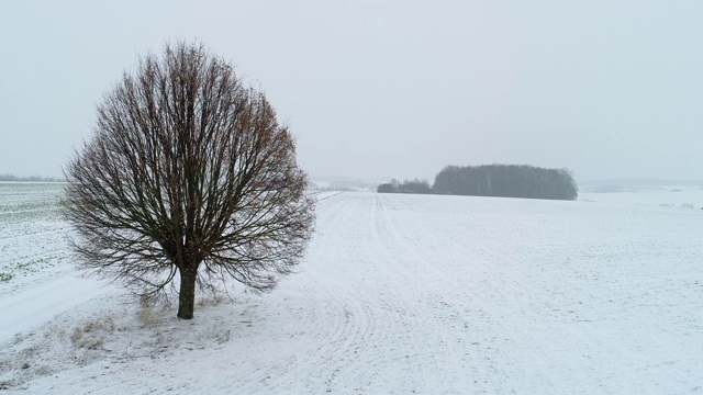 孤独的酸橙树在农田与乡村道路在积雪覆盖的景观。视频素材